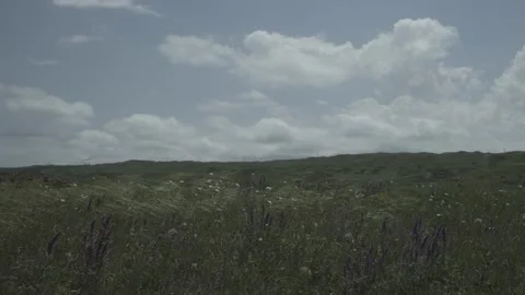 The grass on the field in the wind, 4K Video stock 141613344