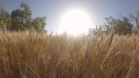 Grass field, wind and bright sun Stock Footage 125979360