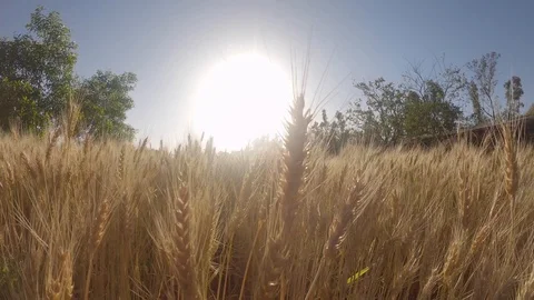 Grass field, wind and bright sun Stock Footage 125979363