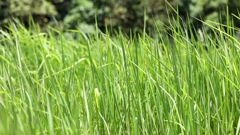 Grass field with the wind, closeup Stock Footage 155134573