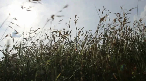 Grass field in the wind Video stock 49743374