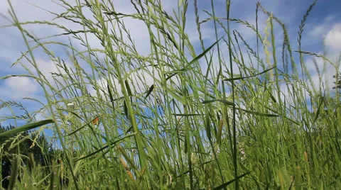Grass field in the wind Video stock 49747623
