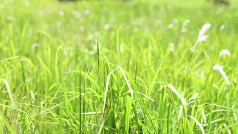 Grass field with the wind Stock Footage 155134574