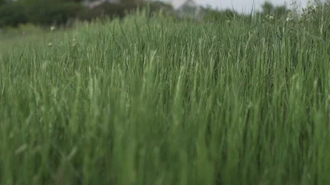 Grass field in the wind, slow motion. Nature reserve. Eco-friendly 動画素材 103838969