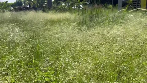 Grass Field Wind Sound Bird Chirping Sound Video stock 172928167