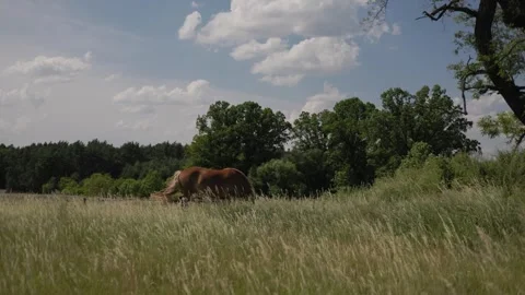Grass field on a windy day with brown horse eating high grass 動画素材 276722996
