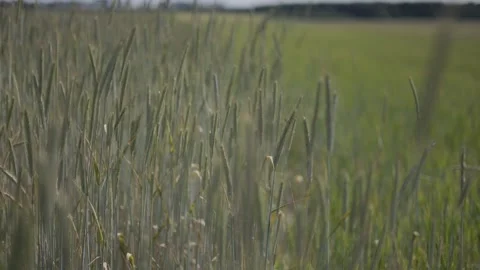 Grass field on a windy day, close-up 動画素材 276722981