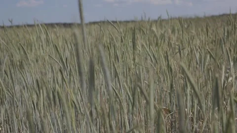 Grass field on a windy day, close-up 動画素材 276722997