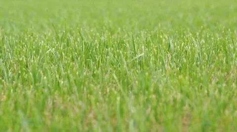 Grass in field, windy Video stock 8825919