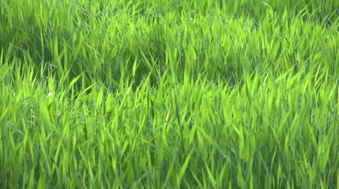 Grass on the field, windy. Slow motion Stock Footage 50086683