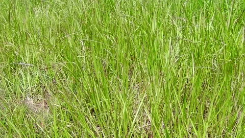 Grass field in windy weather Stock Footage 167534144