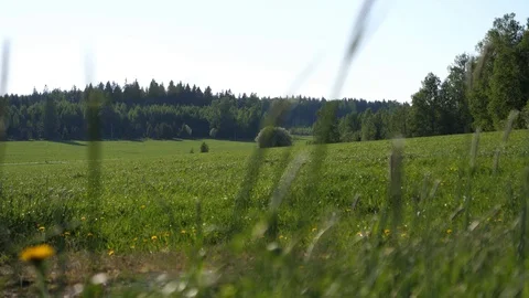 Grass fields with defocus shift Stock Footage 90097489