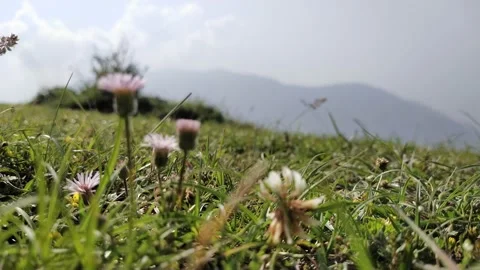 Grass fields Mountain silence Vidéo 155481491