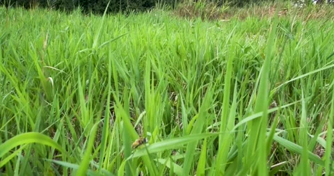 Grass fields in summer Stock Footage 148890394