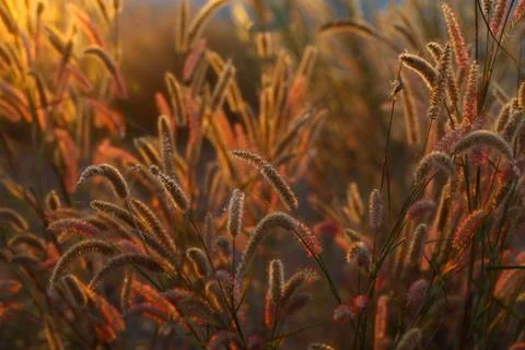 Grass fields at sunset Stock Photos
