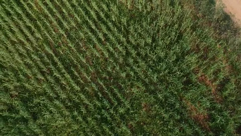 Grass fields take off drone shot of a village Stock Footage 272296141