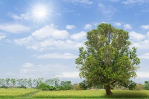 Grass fields with tree against a blue sky and sun Stock Photos