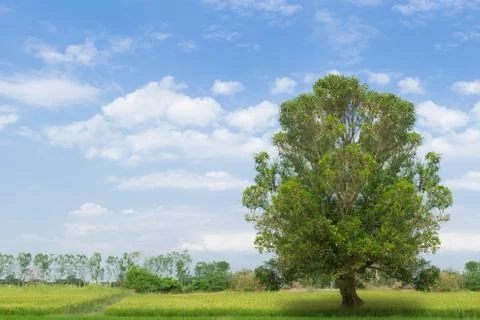 Grass fields with tree against a blue sky 写真素材