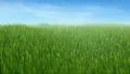 grass filed, camera panning, LOOP HD Footage
