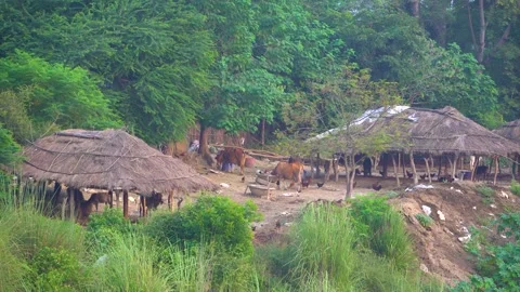 The grass-filled house of the settlement built on the edge of the forest and Stock Footage 217534699