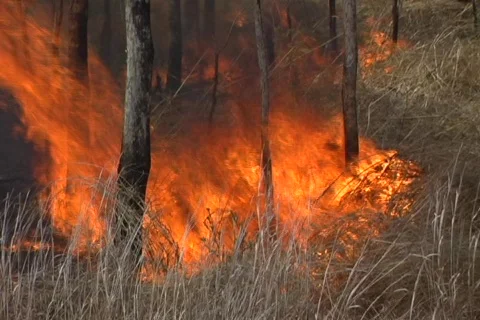 Grass Fire 1 Stock Footage 353313