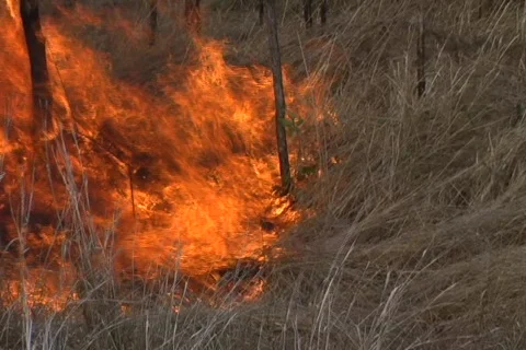 Grass Fire 2 Stock Footage 353333