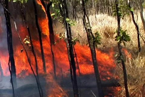 Grass Fire 3 Stock-Footage 353361