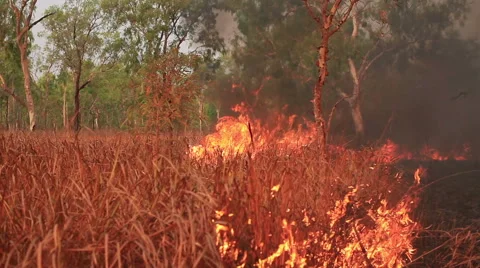 Grass fire blaze Stock Footage 57680159