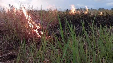 Grass fire burning dry rice straw at twilight in rural field. Video stock 335731657