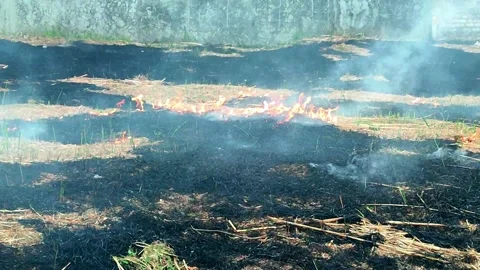 Grass fire burning with smoke and flames spreading across dry field. Stock Footage 345767929