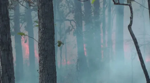 Grass fire, Cambodia Stock-Footage 64856557
