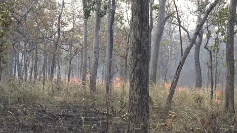 Grass fire, Cambodia Stock-Footage 86218301