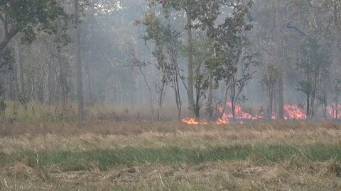 Grass fire, Cambodia Video stock 86218328