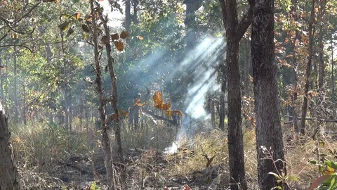Grass fire, Cambodia Vidéo 86218370