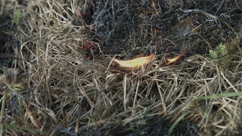 Grass Fire close up Stock Footage 86471229