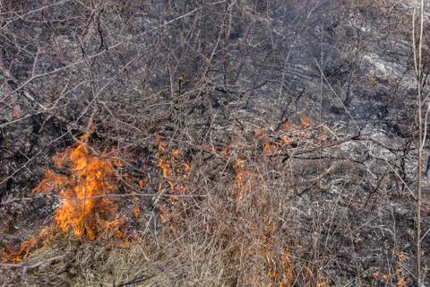 Grass fire in the field. Stock Photos