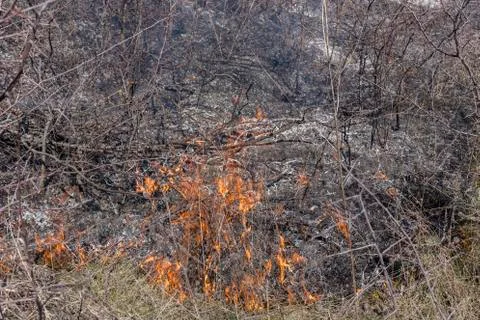 Grass fire in the field. Stock Photos