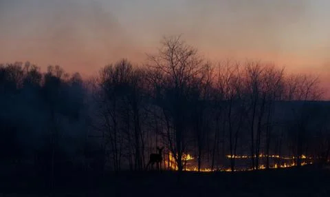 A grass fire at sunset. Stock Photos