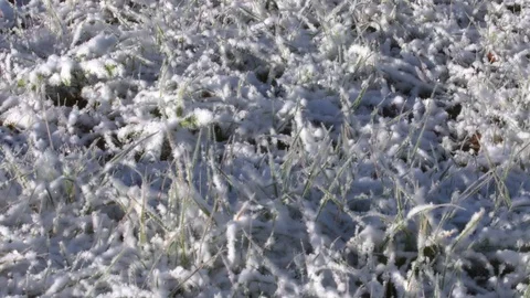Grass first snow Video stock 96343088