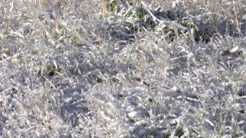 Grass first snow Video stock 96343132