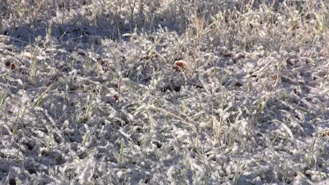 Grass first snow Video stock 96343537