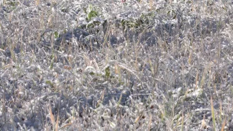 Grass first snow Video stock 96344327