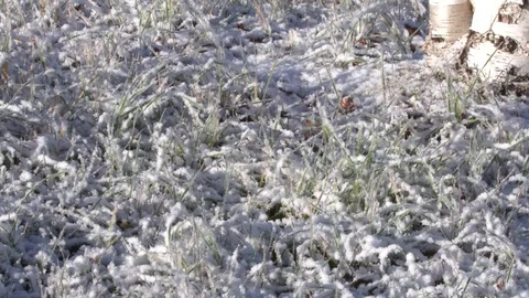 Grass first snow Video stock 96344666