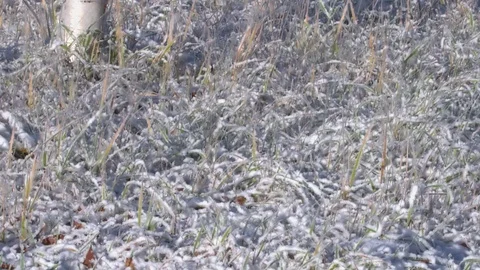 Grass first snow Stock Footage 96345137