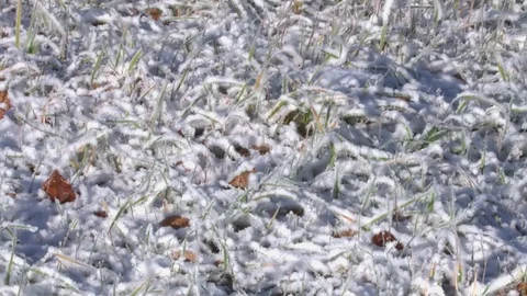 Grass first snow Stock Footage 96345235