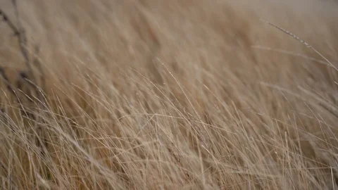 Grass flapping on the wind;  4K video Video stock 125161315