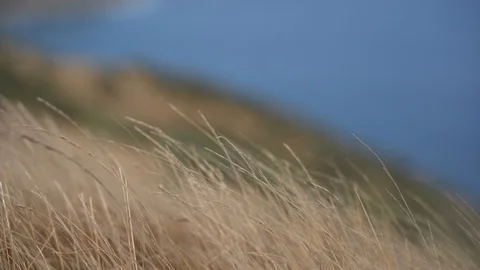 Grass flapping on the wind;  4K video Video stock 125161327