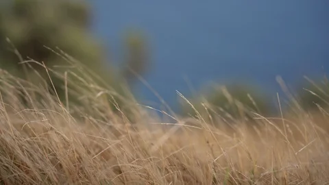 Grass flapping on the wind;  4K video Video stock 125161329