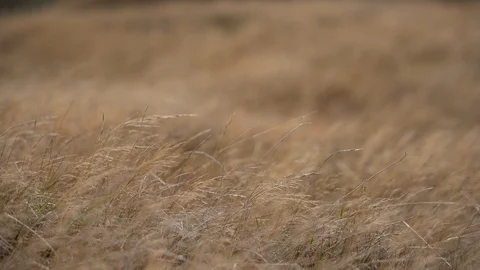 Grass flapping on the wind;  4K video Video stock 125161356