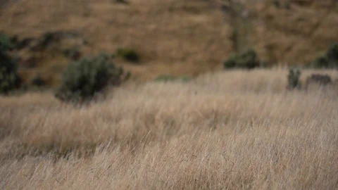 Grass flapping on the wind;  4K video Video stock 125161357